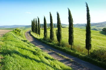 A Tuscan cypress alley in the great green fields. 