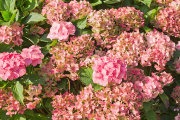 Beautifull blooming Hydrangea flowers in a garden