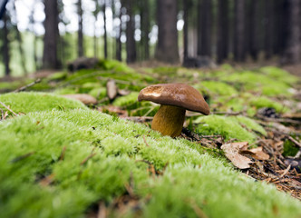 Mushrooming season