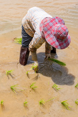 The farmer transplant the rice sprout during the rainy season in northern Thailand