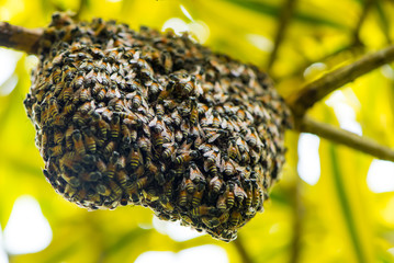 The bees are constructing the new bee hive