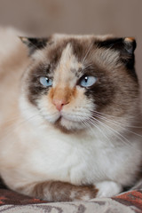 cat breed of lop-eared close up