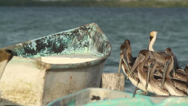 Brown pelicans in ria largartos, mexico