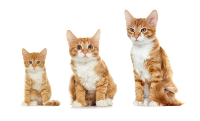 red cat looks at a white background