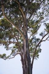 Gum tree