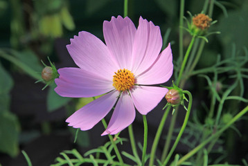 Obraz premium Pink Cosmos flower in garden in summer time