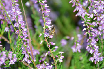 Biene auf Besenheide (Calluna vulgaris) - Heidekraut - Nahaufnahme