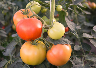 tomatoes on a branch