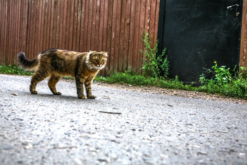 the street cat at a black door has seen potential danger in the photographer