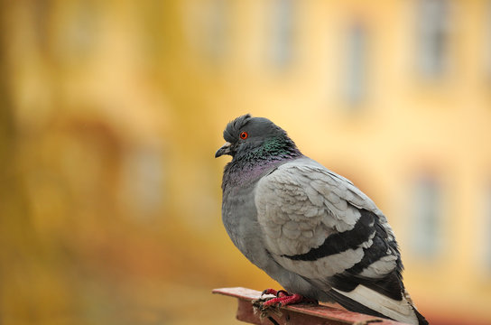 Grey Rock Pigeon Close-Up