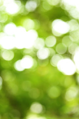 Obraz premium Abstract green nature bokeh background