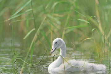 Young whooper swan (Cygnus Cygnus) swim among the reeds and looking for something to eat