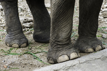 Obraz premium Closeup of the big feet of an asiatic elephant