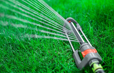 Sprinkler watering the garden, close up photo