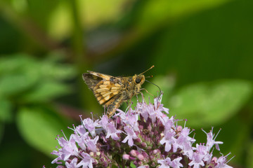 Peck's Skipper