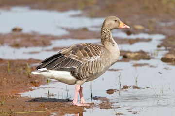 Greylag Goose in a national park in Iceland