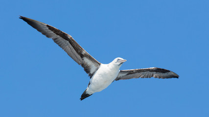 Fototapeta na wymiar Young Northern Gannet (Morus bassanus) in flight
