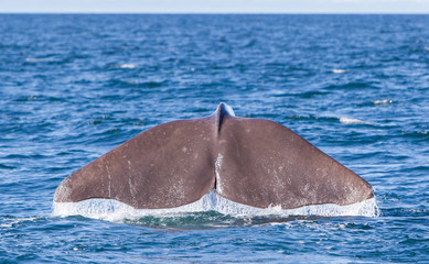 Tail of a Sperm Whale diving © michaklootwijk