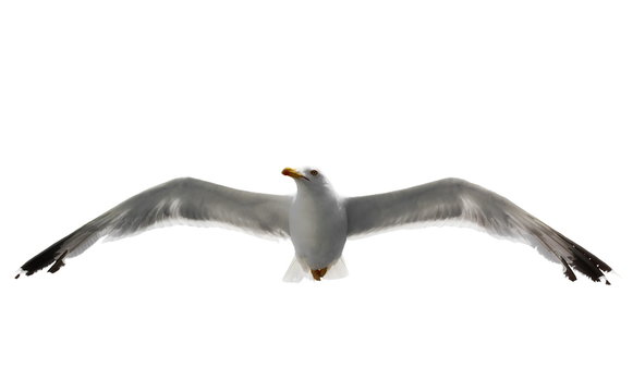 seagull isolated on white background