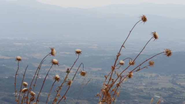carduus crispus fowers, Apennines mountain, Italy