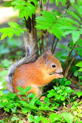 Young squirrel eating a nut