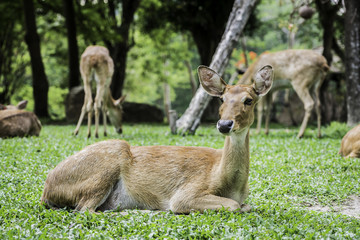 close up beautiful Eld's deer in zoo,thailand
