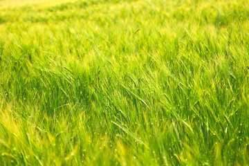 The nice green and yellow field full of barley. The wind is playing with the spikes.