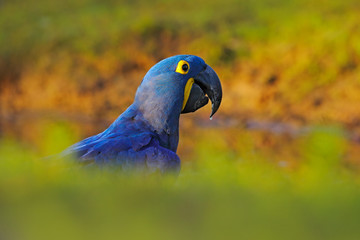 Blue parrot. Portrait big blue parrot Hyacinth Macaw, Anodorhynchus hyacinthinus, with drop of water on the bill, Pantanal, Brazil, South America. Beautiful rare blue bird in the nature habitat.