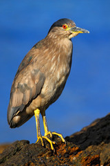Heron sitting on the rock cost. Heron sitting on the stone. Night heron, Nycticorax nycticorax, grey water bird sitting in the stone coast, California, blue sea with in the background, USA