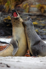 Elephant seal, Mirounga leonina, fight on the sand beach. Elephant seal with rock in the background. Two big sea animal in the nature habitat in Falkland Islands. Elephant seal in the nature.