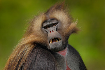 Detail portrait of monkey. Portrait of Gelada Baboon with open muzzle with tooths. Portrait of monkey from African mountain. Simien mountain with gelada monkey. Big monkey gelada from Ethiopia.