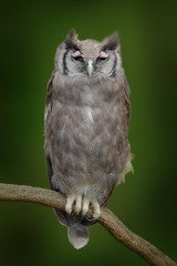 Verreaux's Eagle Owl. Rare African owl in the nature habitat. Owl from Africa sitting on the branch. Eagle owl from Botswana forest. Owl with clear nature forest background. Owl, wildlife scene.
