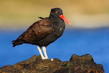 Black bird with red bill. Blakish oystercatcher, Haematopus ater, with oyster in the bill, black water bird with red bill. Bird feeding sea food, in sea, Falkland Islands. Bird sitting on the stone