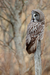 Great grey owl, Strix nebulosa, bird hunting on the maadow. Owl sitting on old tree trunk with grass, portrait with yellow eyes. Animal in the forest nature habitat. Norway. Wildlife scene.