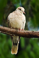 Eurasian Collared Dove, Streptopelia decaocto, bird sitting on the branch. Dove in the forest. Dove in the nature habitat. Dove sitting on the branch with green leaves. Birds in Europe.
