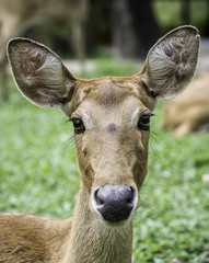 close up beautiful Eld's deer in zoo,thailand