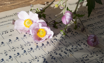 Altes handgeschriebenes Notenblatt mit rosa Herbstanemone (Anemone hupehensis), Hintergrund 
