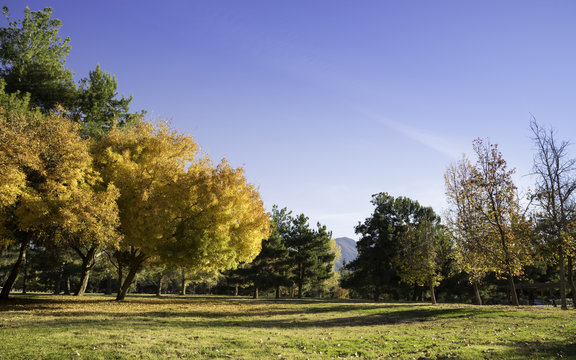 Yucaipa Park