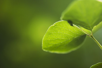 Glowing Green Leaf