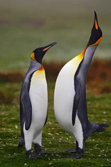 Poster Paar pinguïns. Kleine en grote vogel. Mannetje en vrouwtje van pinguïn. Koningspinguïn paar knuffelen in de wilde natuur met groene achtergrond. Mooi paar vogel. Zeevogel in het groene gras. Argentinië © ondrejprosicky