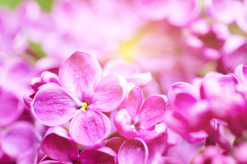 Fototapeta na wymiar Bright lilac flower with sun rays