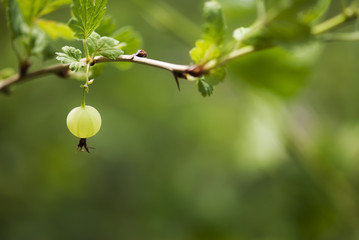 Gooseberry