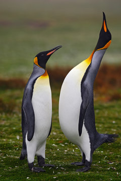 Pair of penguins. Small and big bird. Male and female of penguin. King penguin couple cuddling in wild nature with green background. Beautiful pair of bird. Sea bird in the green grass. Argentina