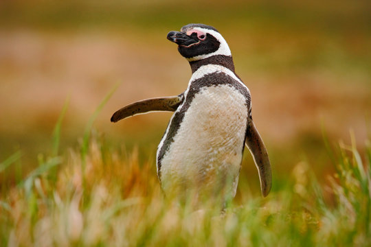 Penguin in grass. Penguin in the nature. Magellanic penguin with lift up wing. Black and white penguin in wildlife scene. Beautiful penguin from the Falkland Islands. Penguin near the hole nest.