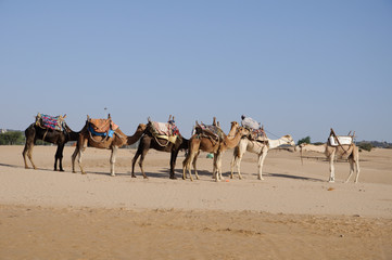 Camel herd on sand
