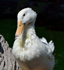 White duck near the stone.