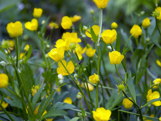 Obraz premium close up of fly on yellow flowers