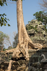 Tree roots growing through the ruins of Ta Prohm Temple at Angkor Wat in Cambodia