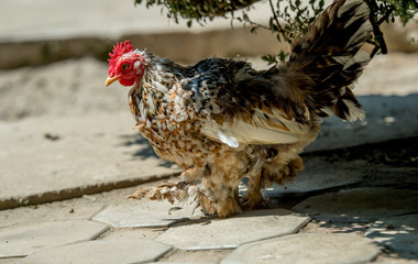 Rooster and chickens