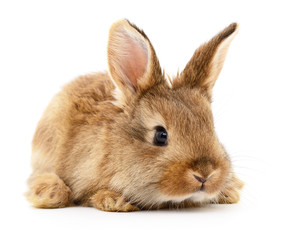 Brown rabbit on white.